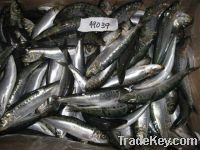 WHOLE ROUND FROZEN SARDINES, "SARDINOPS SAGAX"