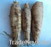 Sell Chicory Root Extract