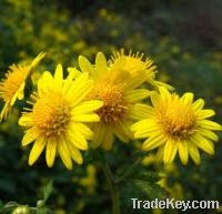 Sell Chrysanthemum Extract