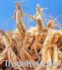 Sell Ginseng Panax extract