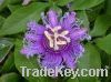 Sell Passionflower Extract