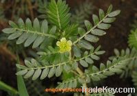 tribulus terrestris extract