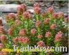 Rhodiola Rosea Extract