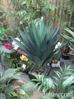 Sell aloe, palm tree, bonsai, bouquet, artificial trees