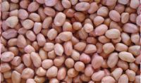 A good supplier Sell peanuts with good qulity and low price