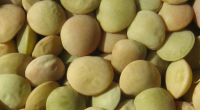 a good supplier sell Green lentils with good quality and low price