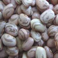 a good supplier sell pinto beans with good quality and low price