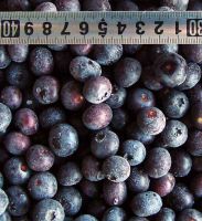 a supplier sell 2009 corp blue berry with good quality and low price