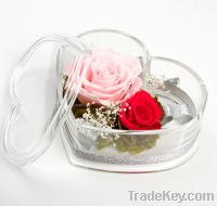 Kunming Yunnan China Preserved Flower Gift