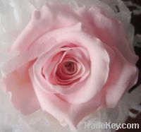 romantic never fade preserved flower rose