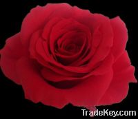 romantic living life preserved flower rose