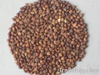 Sell Roasted buckwheat Kernels