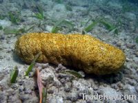 Sea Cucumbers (wide variety)