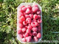 Sell raspberry products