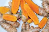 Sell Turmeric finger