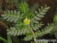 Tribulus terrestris