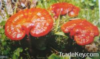 Ganoderma Extract