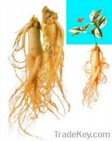 Ginseng Extract