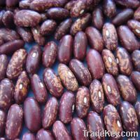 Sell Purple speckled kidney bean