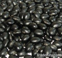 Sell black kidney bean