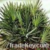 Saw Palmetto Extract, Total fatty acids >25%, 45%