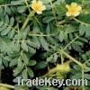 Sell Tribulus Terrestris Extract, Saponins