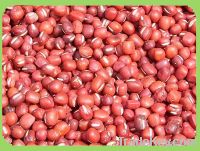 Sell Good Qualtiy 3.0mm-5.0 mm Small Red Beans