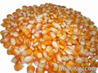 Sell yellow corn, sweet corn, organic bulk corn