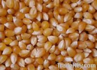 Sell PERSA Dried Yellow Corn for Feeds