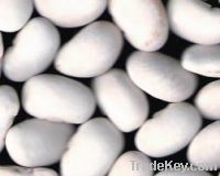 Sell Organic Large white kidney bean (Jumbo white bean)