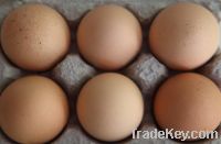 Sell fresh brown egg