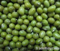 Sell Green Mung Beans(for sprouting)