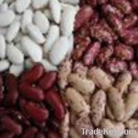 Sell  all kind of Beans