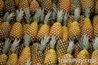 Sell Pineapple