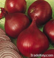 Sell Organic Fresh Red Onion