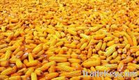 Sell Corn Gluten Meal Animal Feed