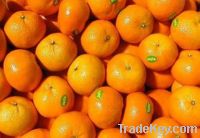 Sell Fresh Orange- Fresh Citrus Fruit