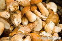 Dried white porcini mushroom and boletus edulis selling