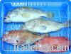 Sell ferzon and fresh fish