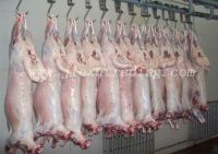 Sell Lamb Carcass