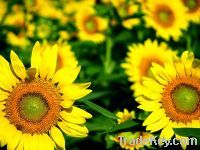 Export Refined Sunflower Oil | Pure Sunflower Oil Suppliers | Crude Sunflower Oil Exporters | Refined Sunflower Oil Traders | Raw Sunflower Oil Buyers | Pure Sunflower Oil Wholesalers | Low Price Sunflower Oil | Best Buy Sunflower Oil | Buy Sunflower Oil 