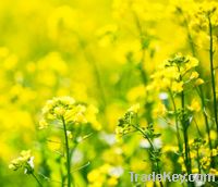 rapeseed oil