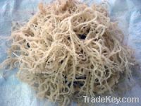 Sell seaweed raw and grinded