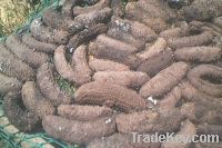 Selling Holothurian Dried Sea Cucumbers