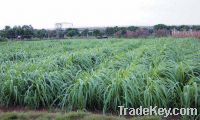 Sell Pearl Millet grass seed