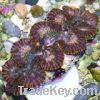 supplier of live tropical fish, coral, clams, marine inverts