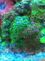 Live marine coral (zoanthid, mushroom, acan, anchor coral...
