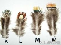 The duck feathers for natural hair, the hair ExtensionsFeather Feathe