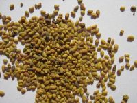 Sell alfalfa seeds, lucerne seeds