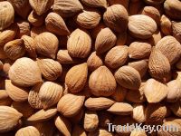 Sell bitter almond